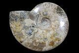 Bargain, Polished, Ammonite Fossil - Madagascar #89624-1